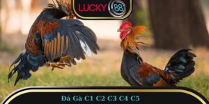 á Gà C1 C2 C3 C4 C5 - Quy Tụ Những Chiến Kê Hàng Đầu
