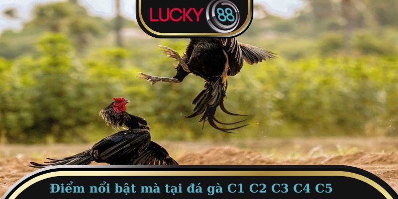 Những điểm nổi bật mà hệ thống đá gà chuyên nghiệp mang lại