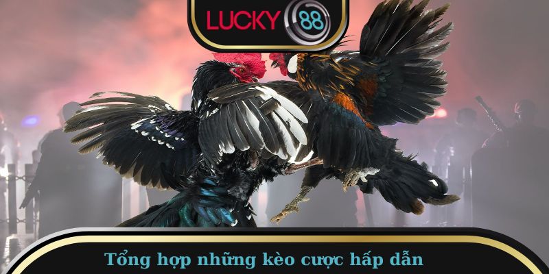 Những kèo cược vô cùng hấp dẫn có tại đá gà C1 C2 C3 C4 C5