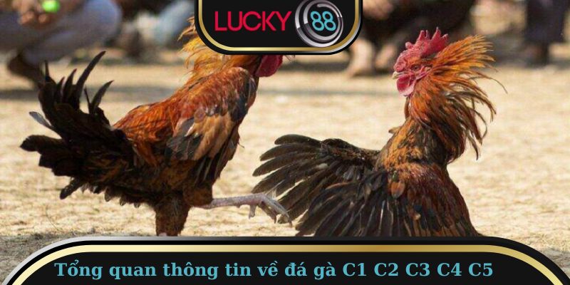 Một vài điểm cơ bản cần nắm được về đá gà C1 C2 C3 C4 C5